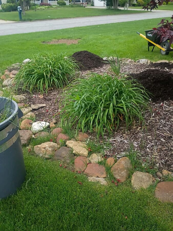 Work in progress: ornamental grasses planted in a curving bed with a stone border and mulch spread around them.
